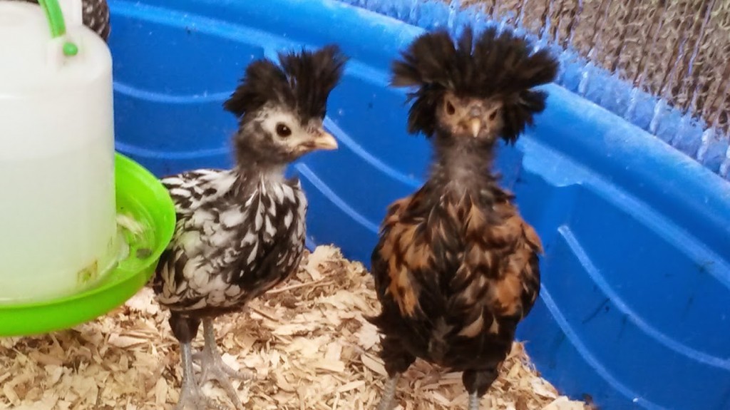 Top Hat Chicks